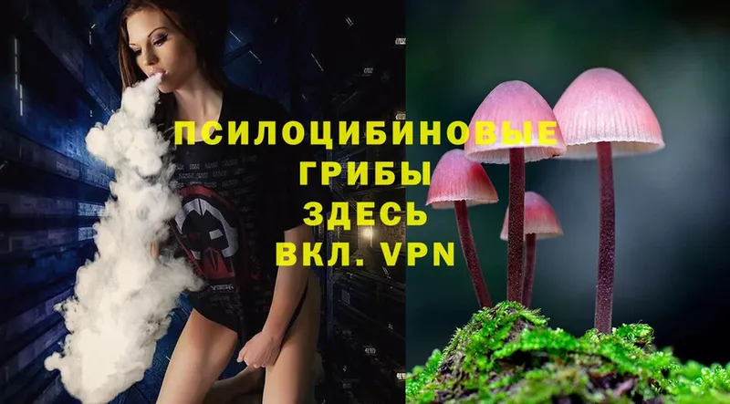 маркетплейс формула  MEGA ТОР  Зеленокумск  Псилоцибиновые грибы Psilocybe 